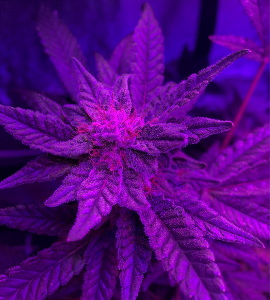 Hightimes420 OnlyFans header