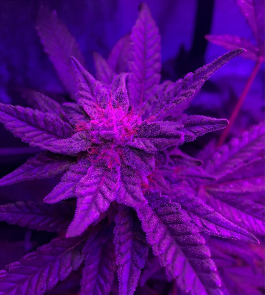 Hightimes420 OnlyFans header