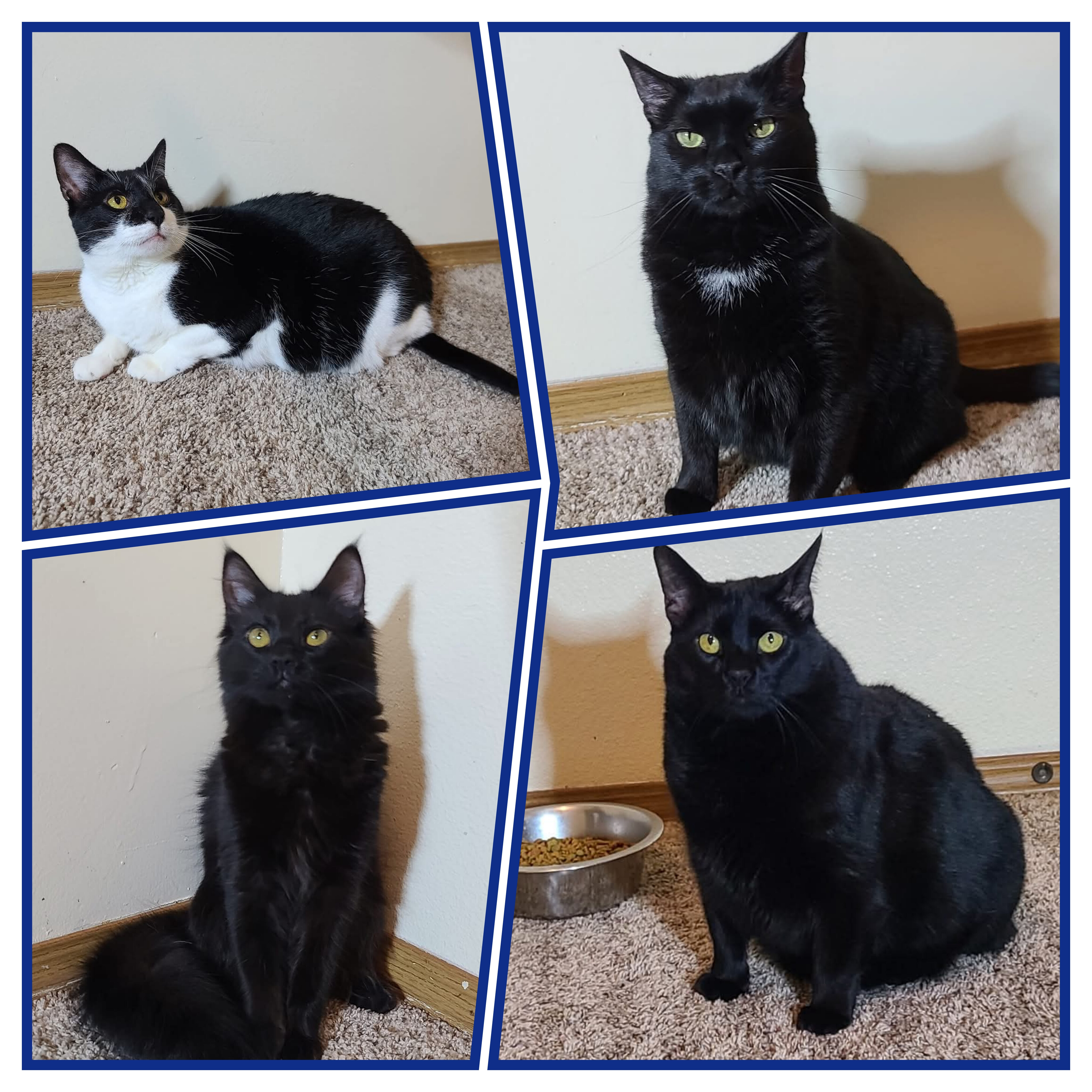 Cat Yoga At It's Finest OnlyFans