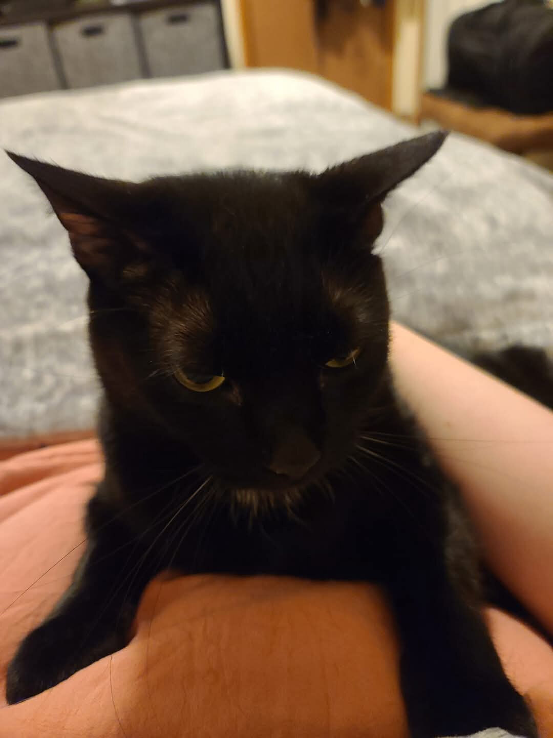 Cat Yoga At It's Finest OnlyFans header