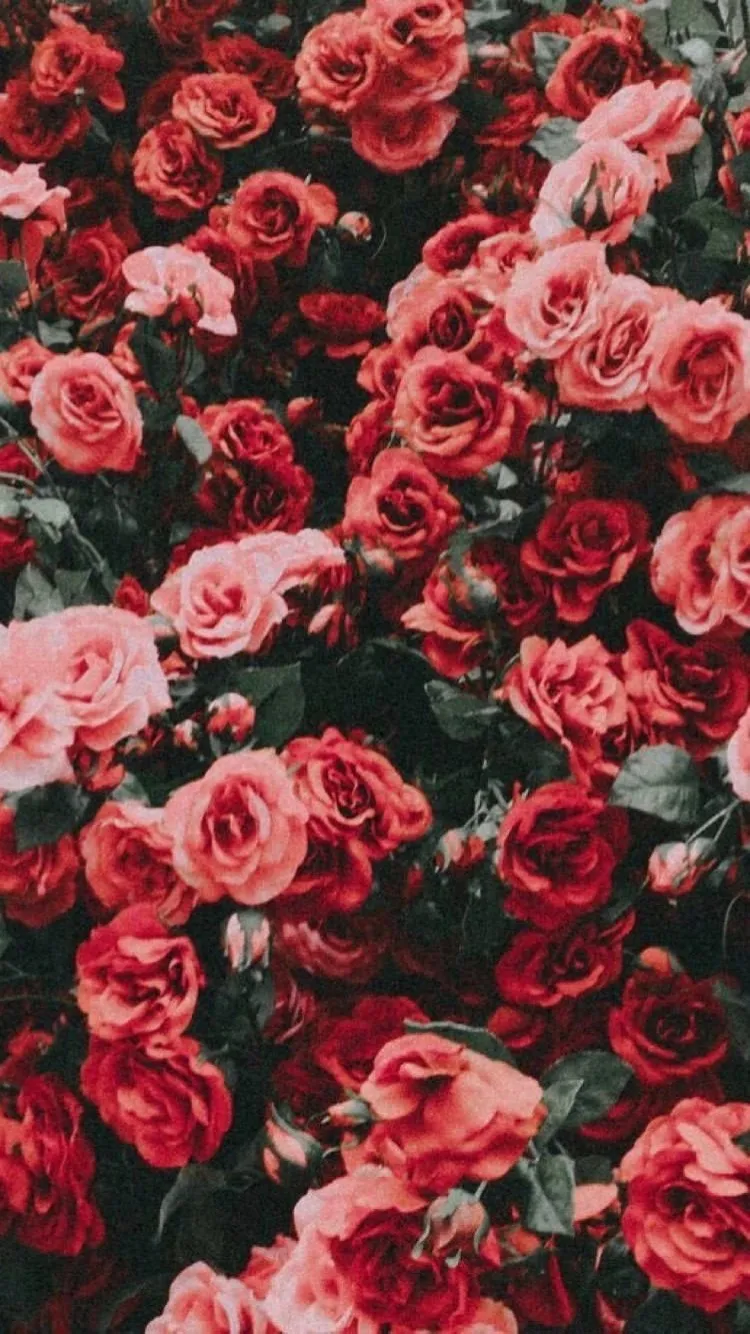 Casanova Chris OnlyFans header