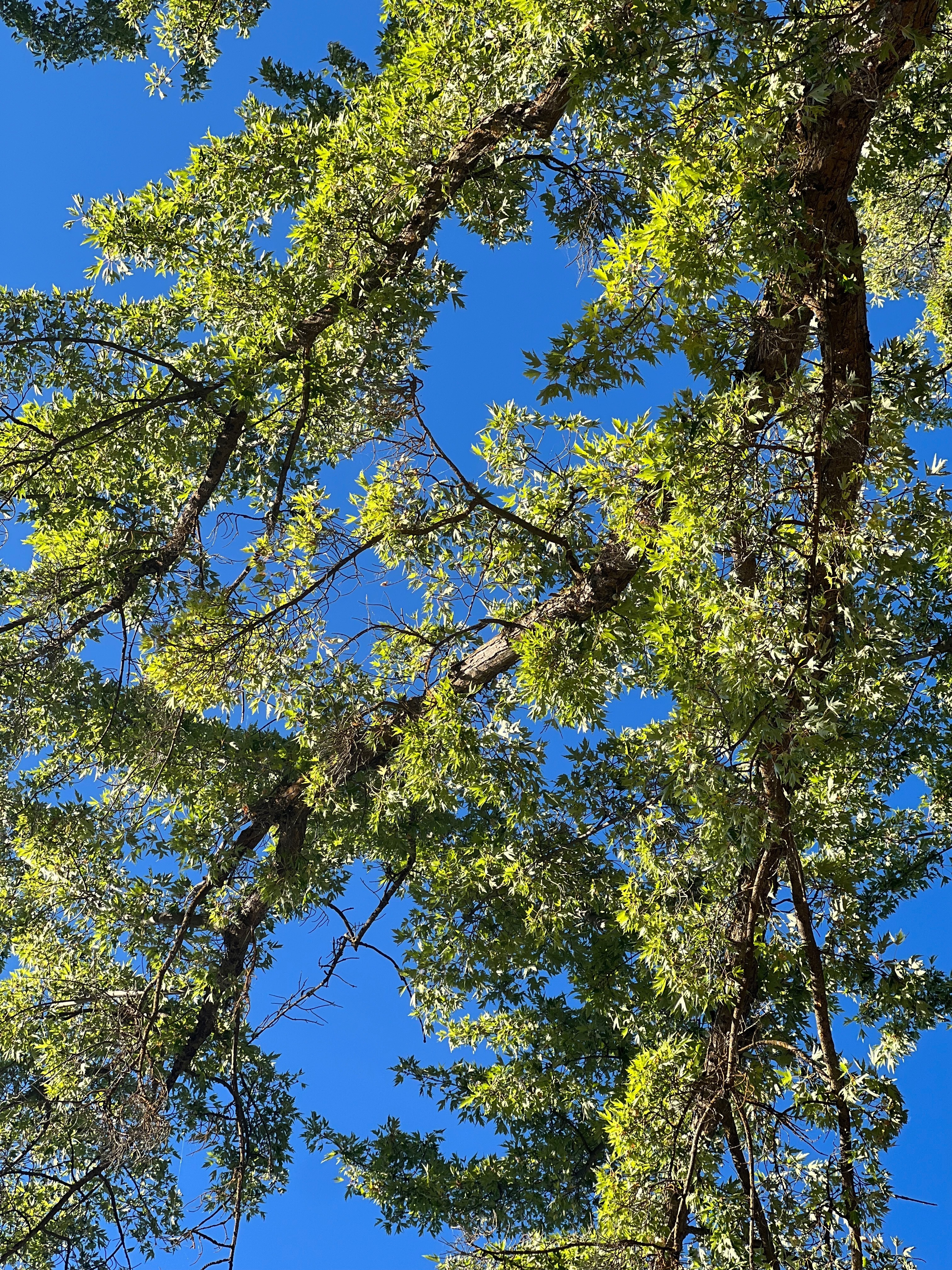 goddess OnlyFans header