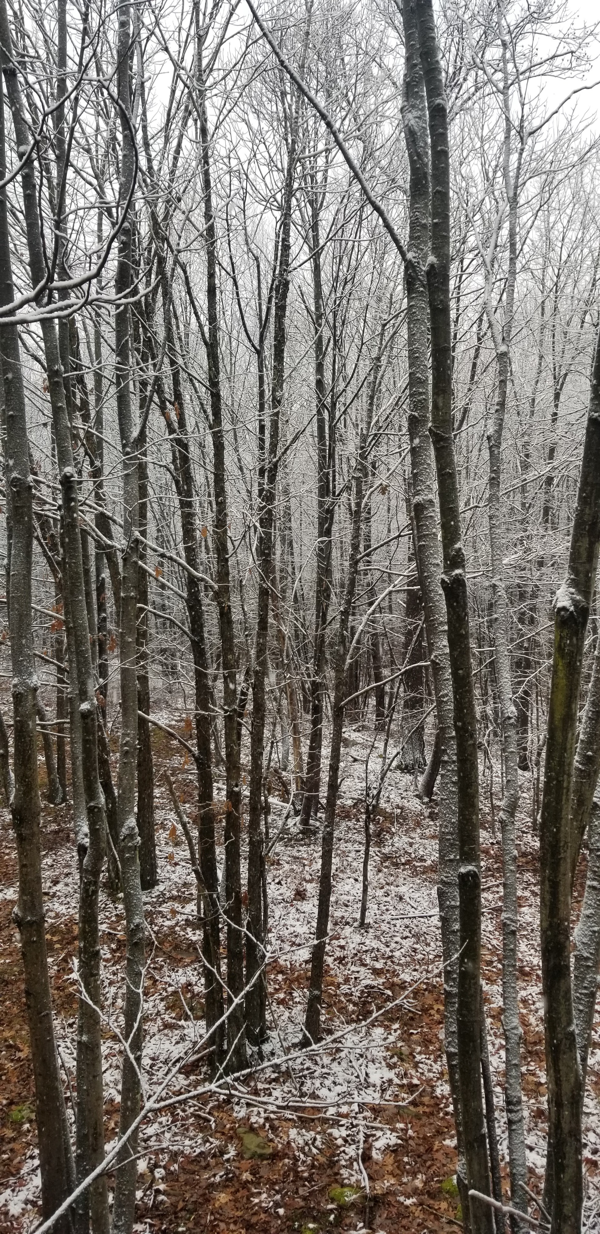 Sheldon OnlyFans header