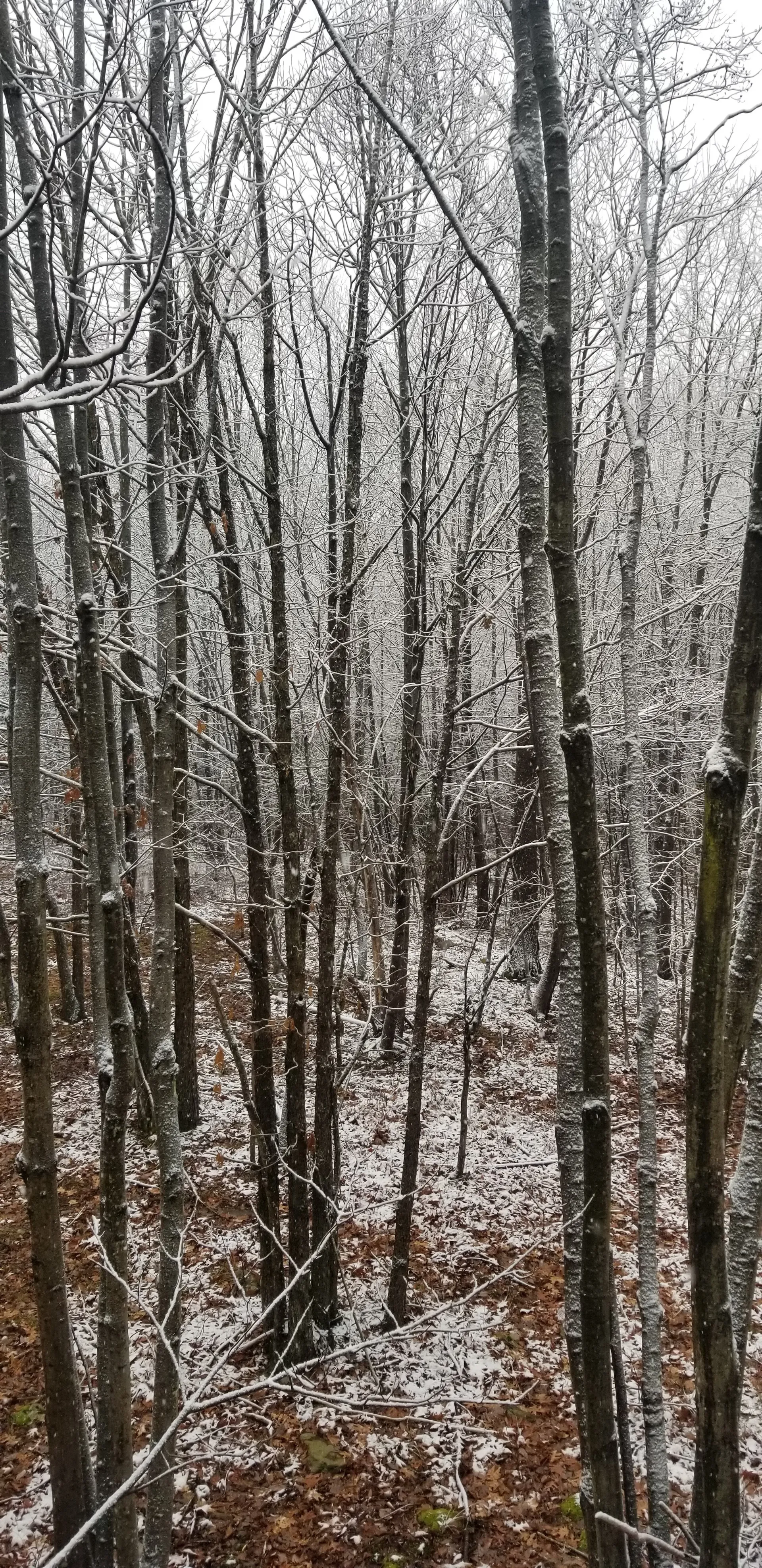 Sheldon OnlyFans header