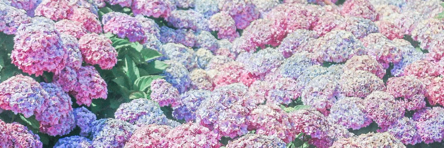 あーにゃん。/Anne OnlyFans header