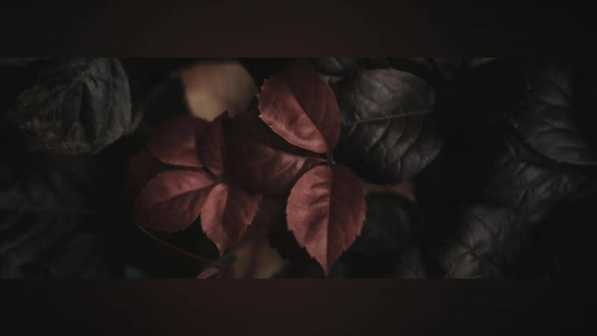 Anni OnlyFans header