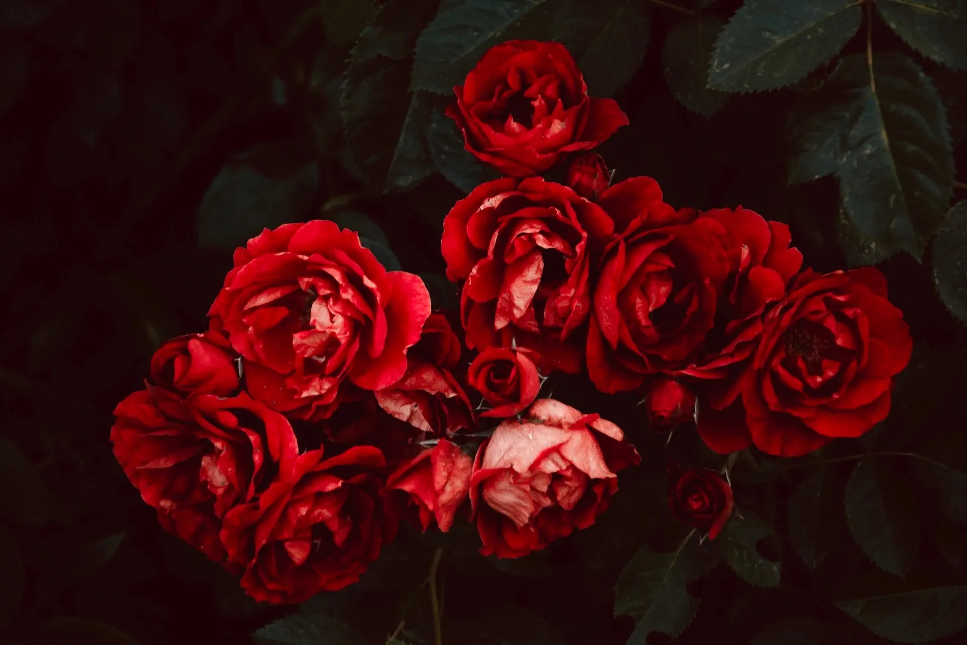 adela rose OnlyFans header