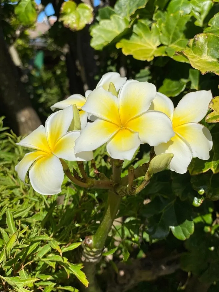 Adonis_Savage OnlyFans