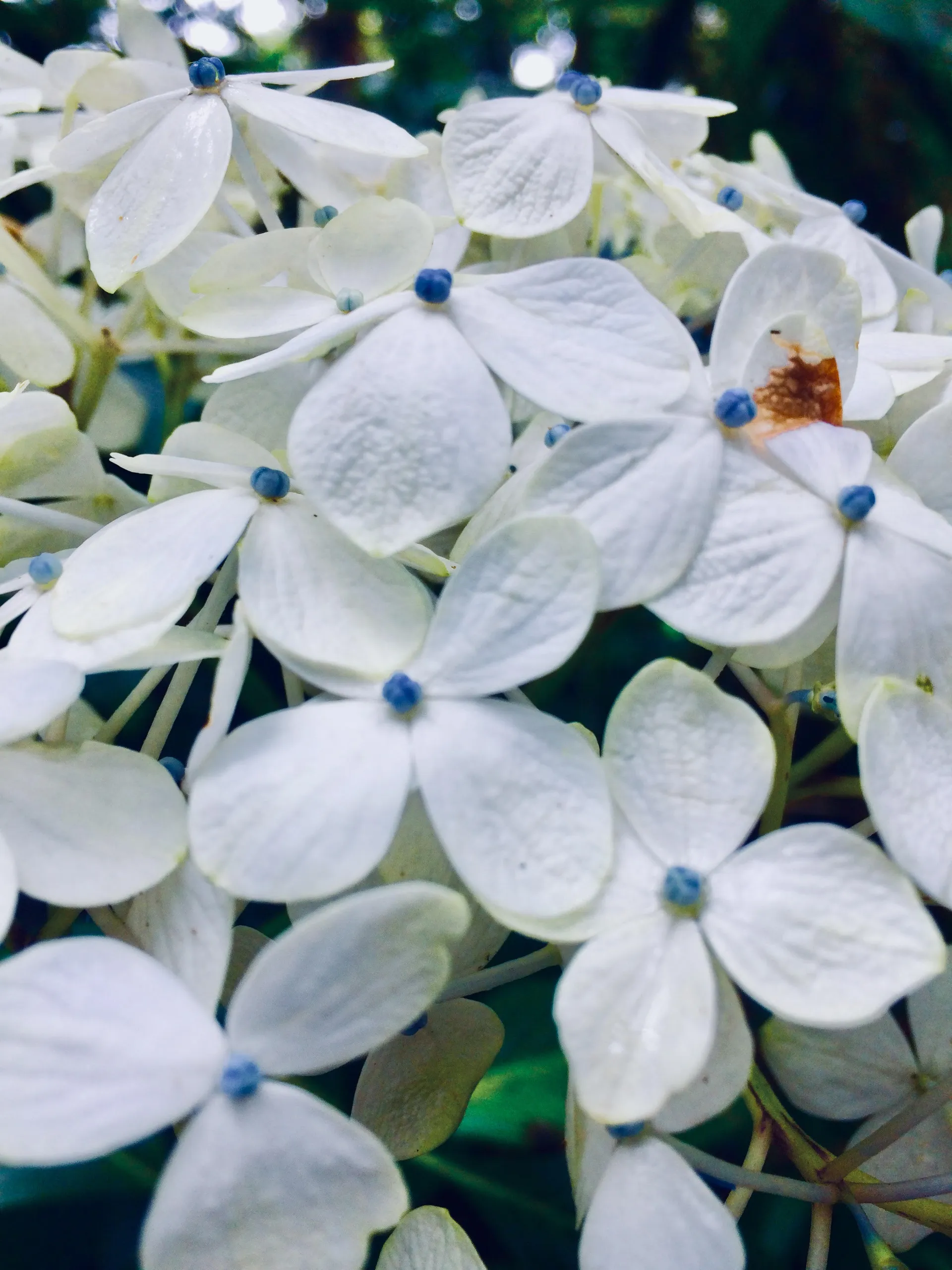 Blue OnlyFans header