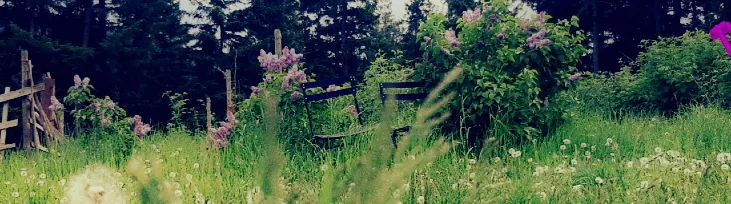乙ᗩᗴ ❀ OnlyFans header