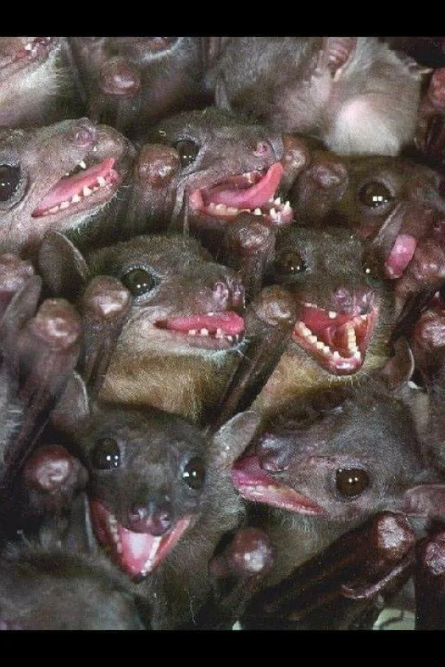 Kaylene OnlyFans header