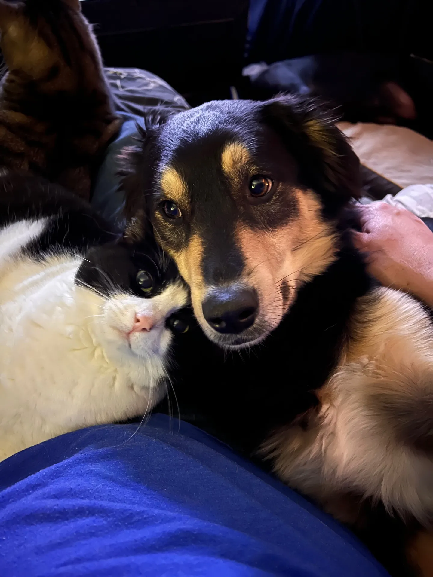 The Dog Mom OnlyFans profile picture