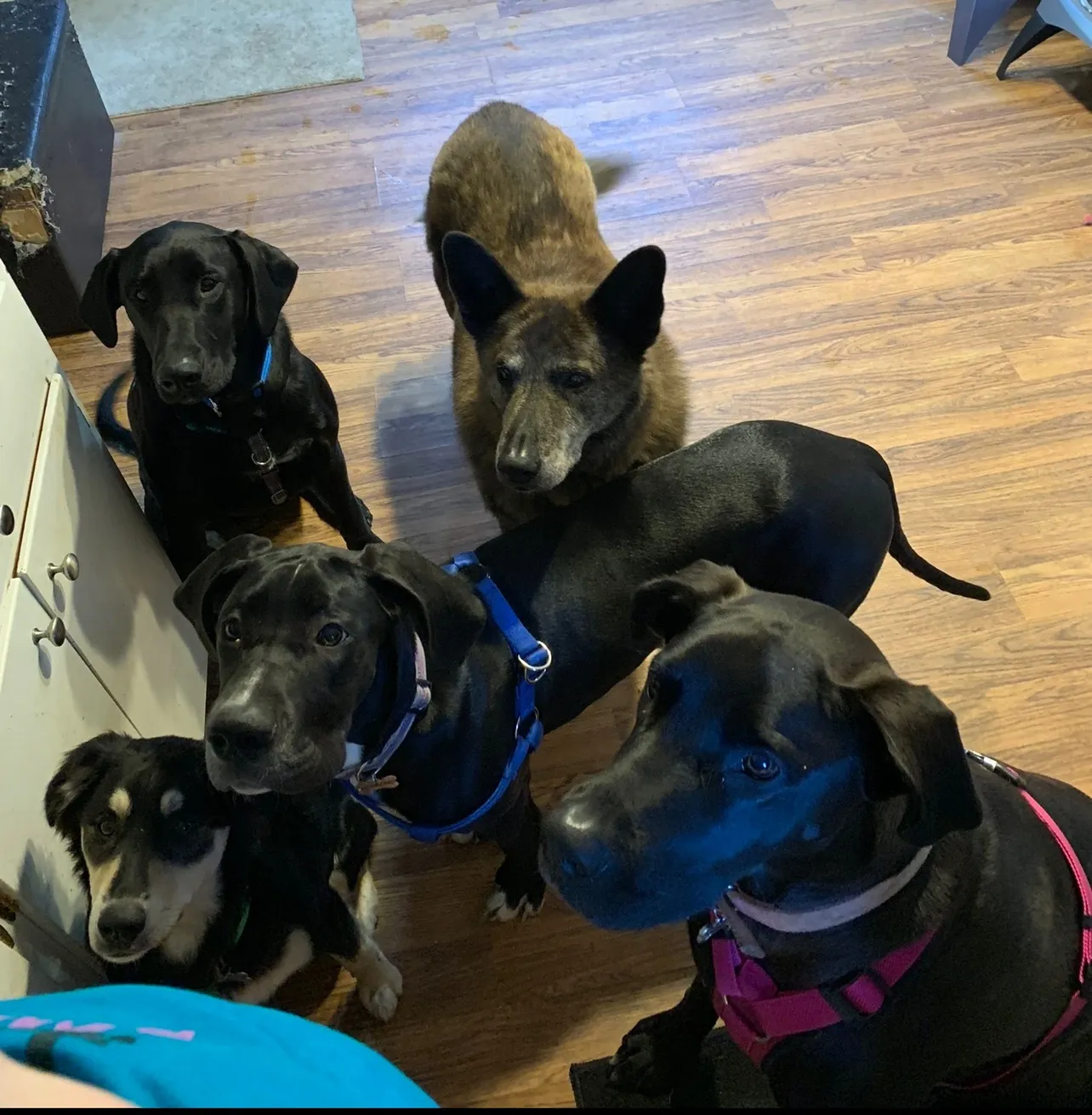 The Dog Mom OnlyFans header