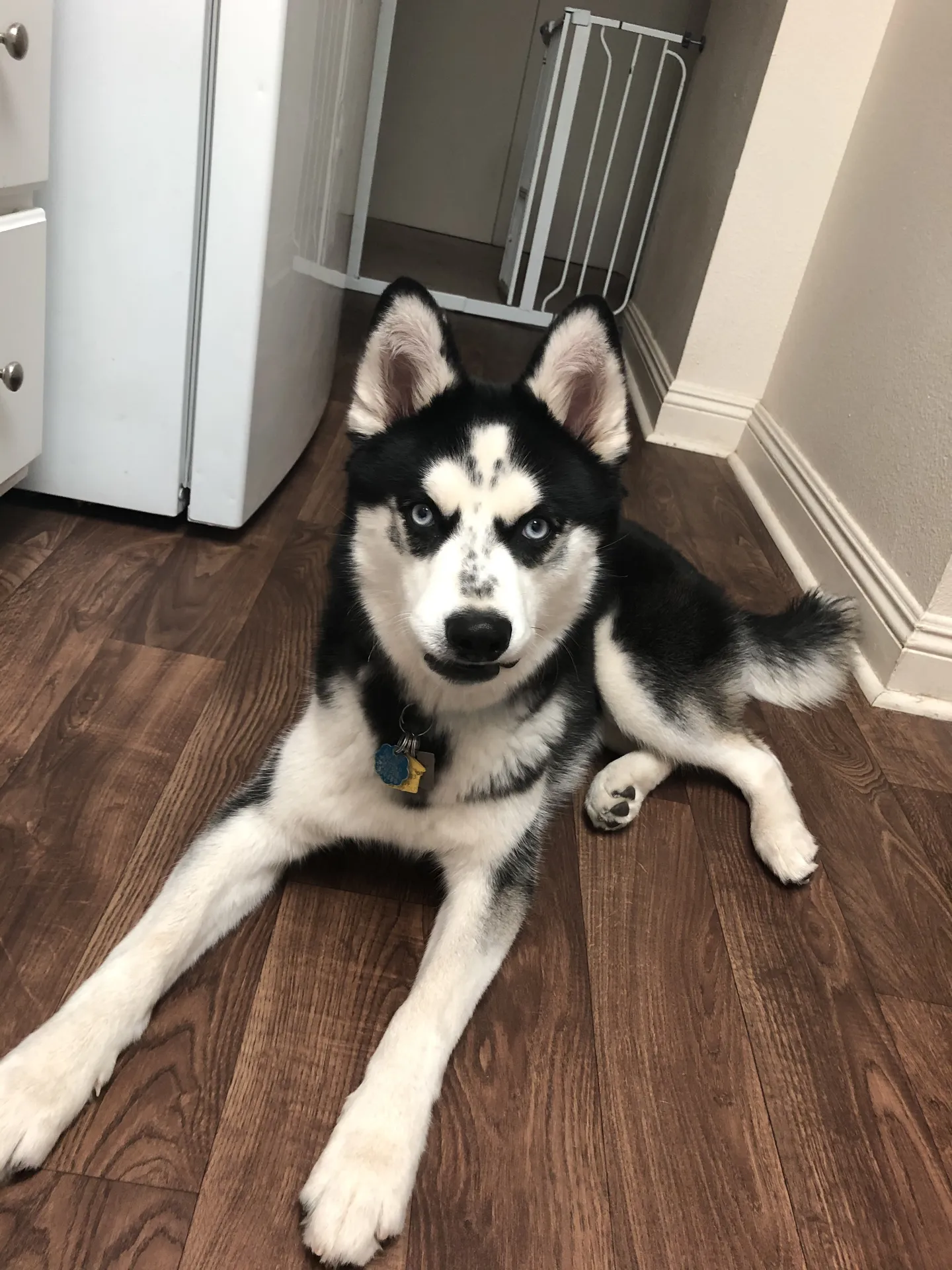 Akira OnlyFans profile picture