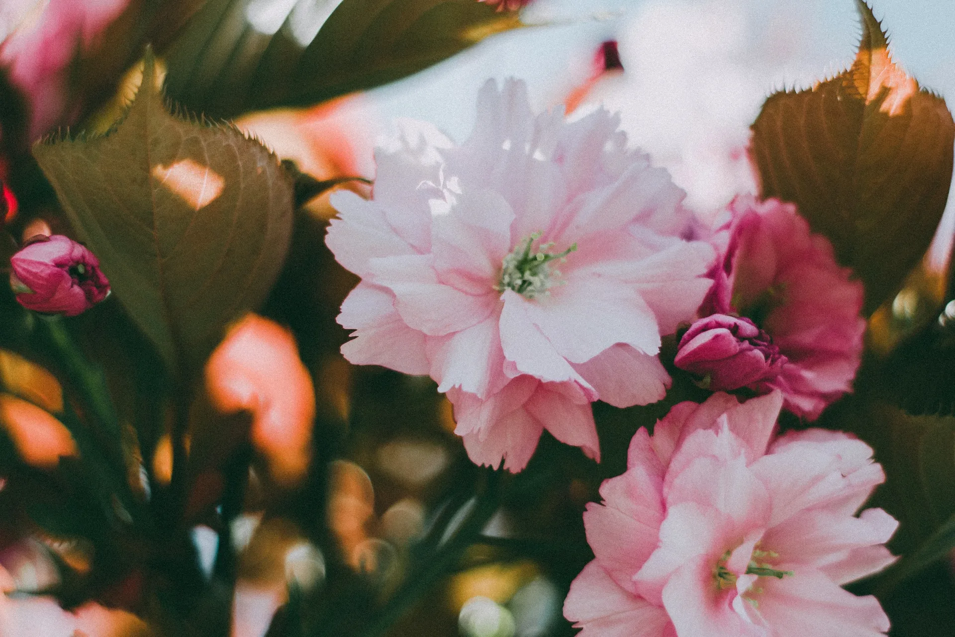 Anastasia OnlyFans header