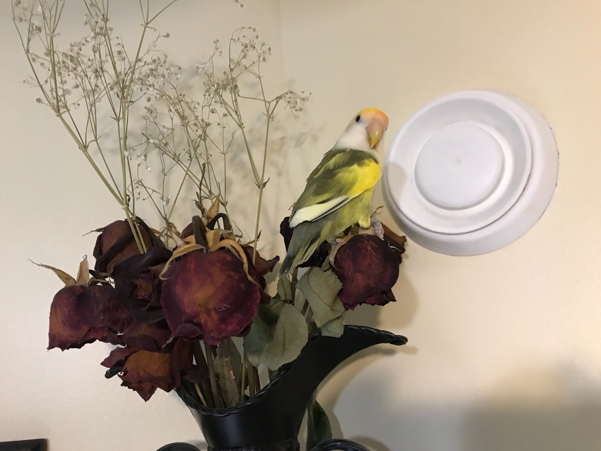 AlizeZaide ♥ OnlyFans header