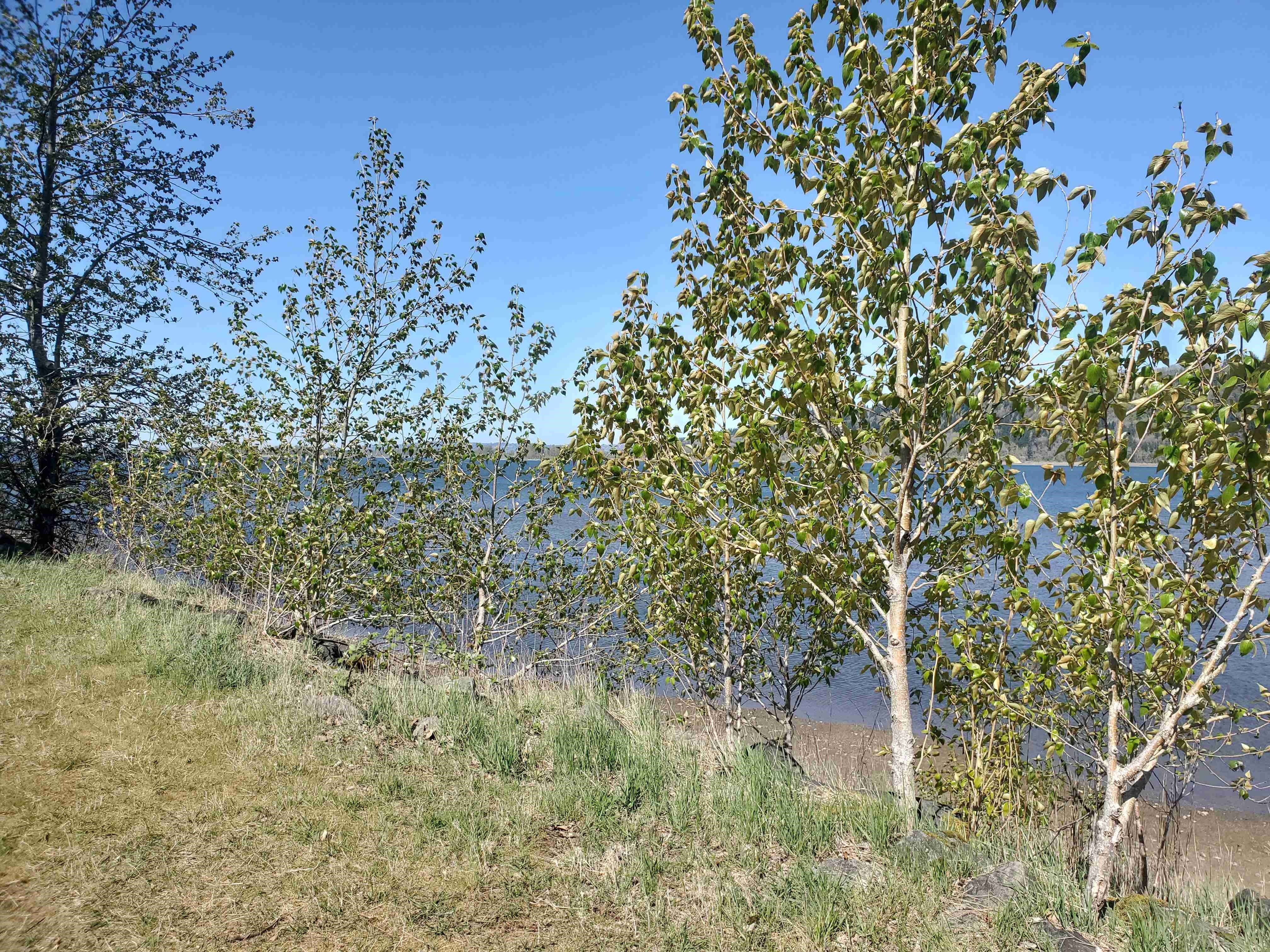 Amber Alena OnlyFans header