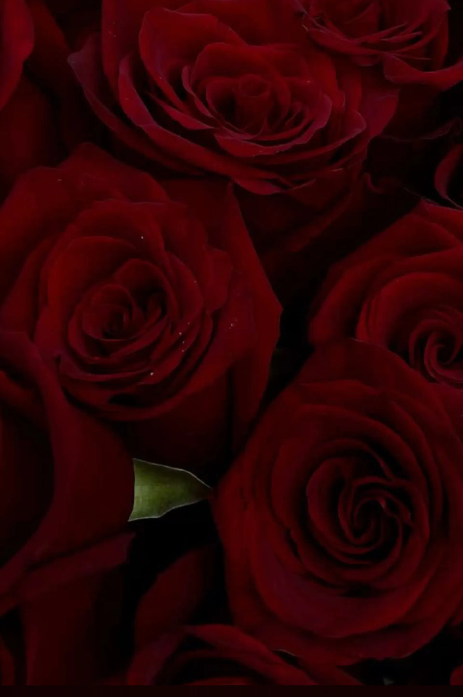 Ameila OnlyFans header