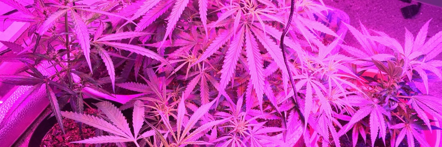 Amethyst Aura OnlyFans header