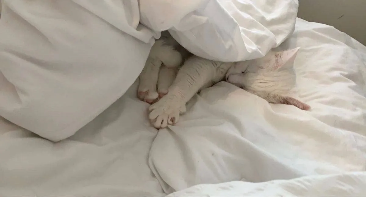Kitten ♡ OnlyFans header
