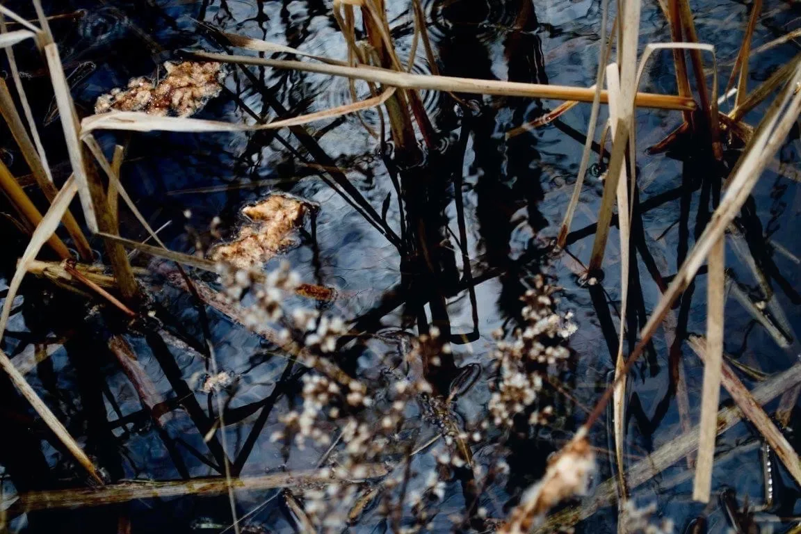 Aparajita OnlyFans header