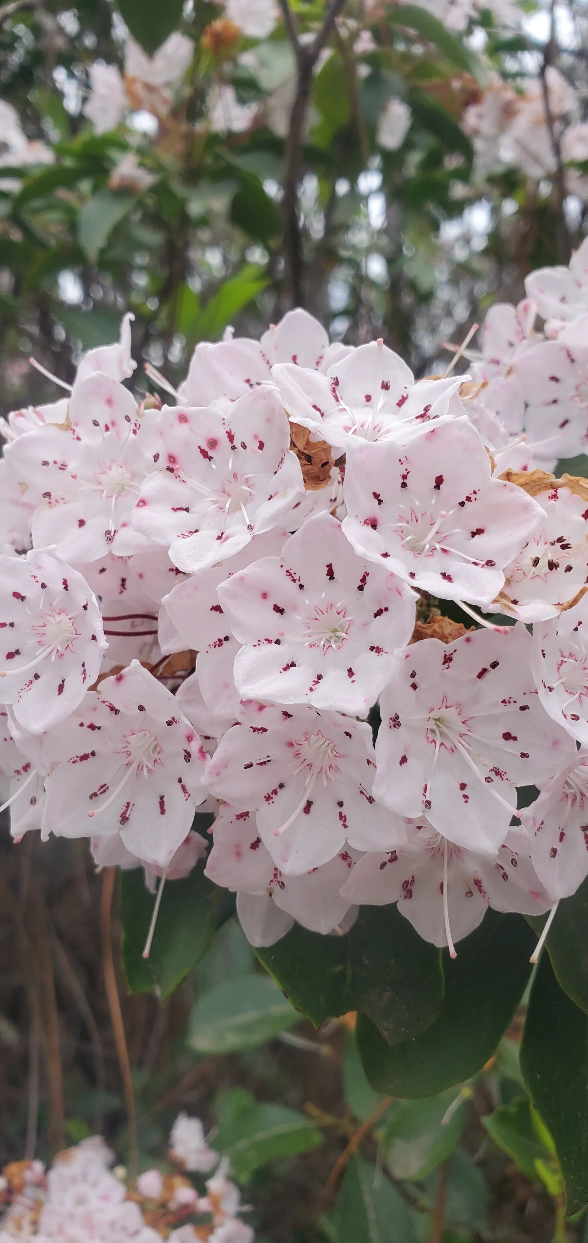 Ashley OnlyFans header