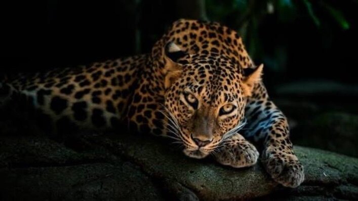 Aphelios.vibe OnlyFans header