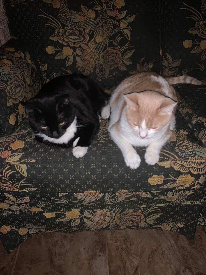 Abby OnlyFans header