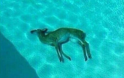 a p o l o OnlyFans header