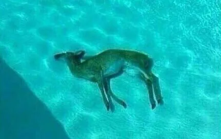 a p o l o OnlyFans header