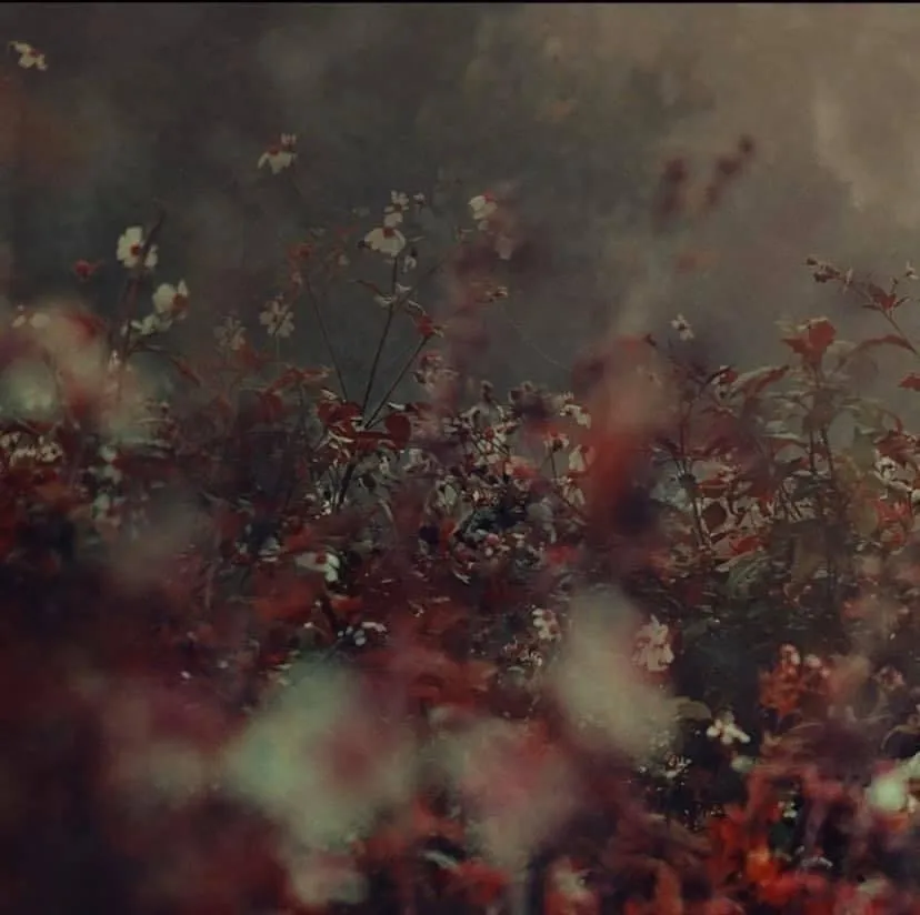 ᴬᴾᴼᴸᴸᴼ OnlyFans header