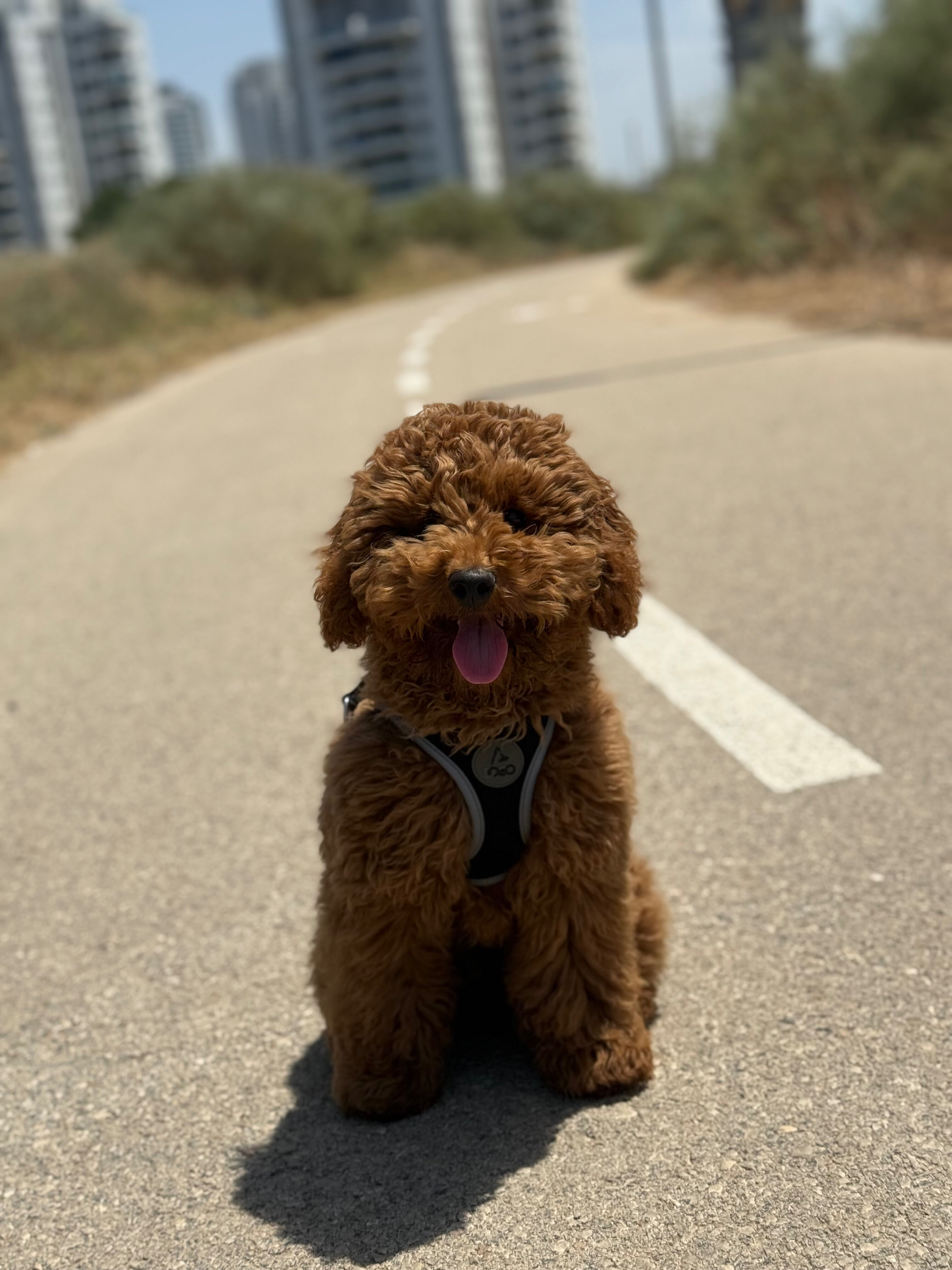 Apollo OnlyFans header