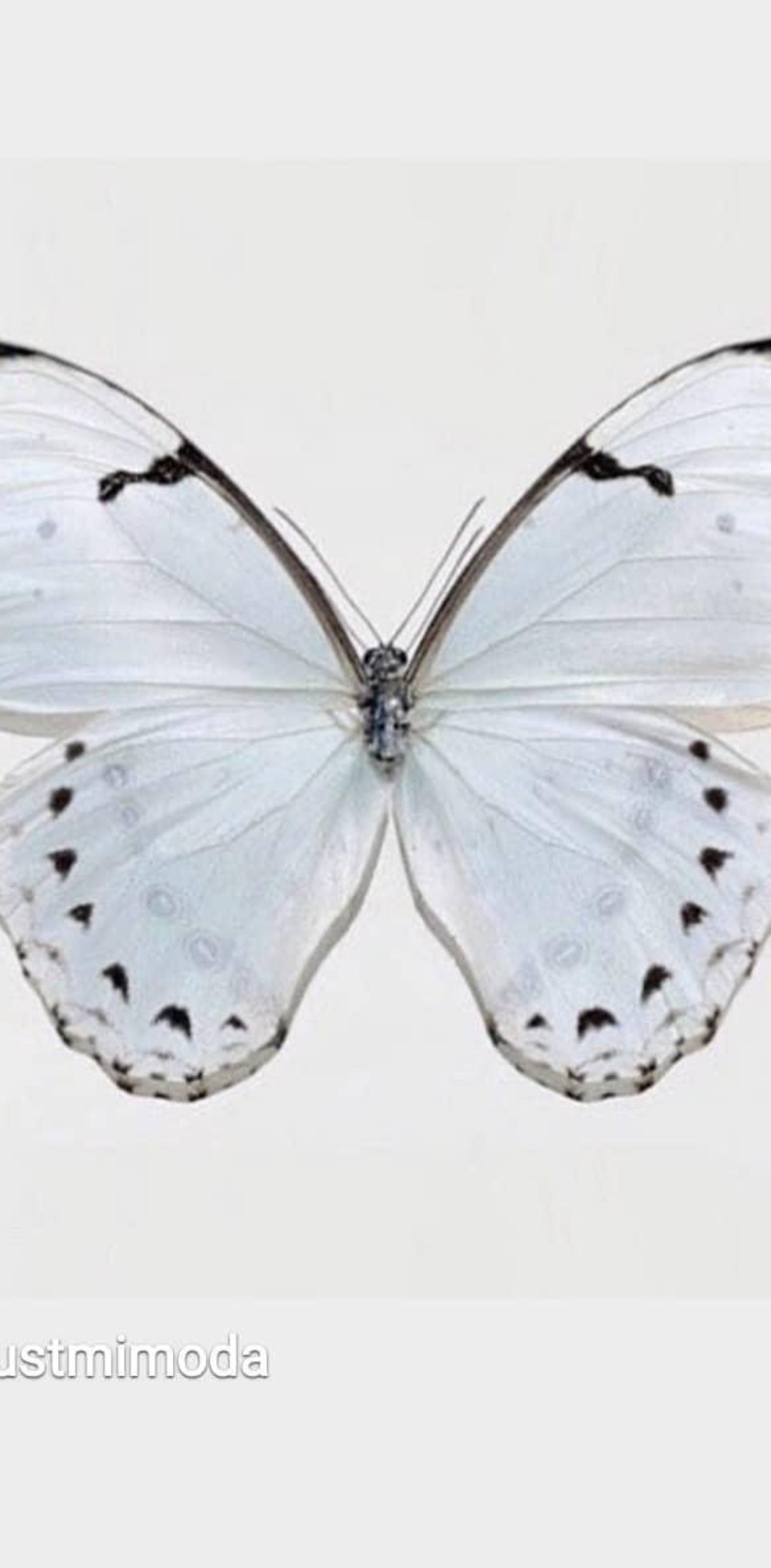 Apple Apple OnlyFans header