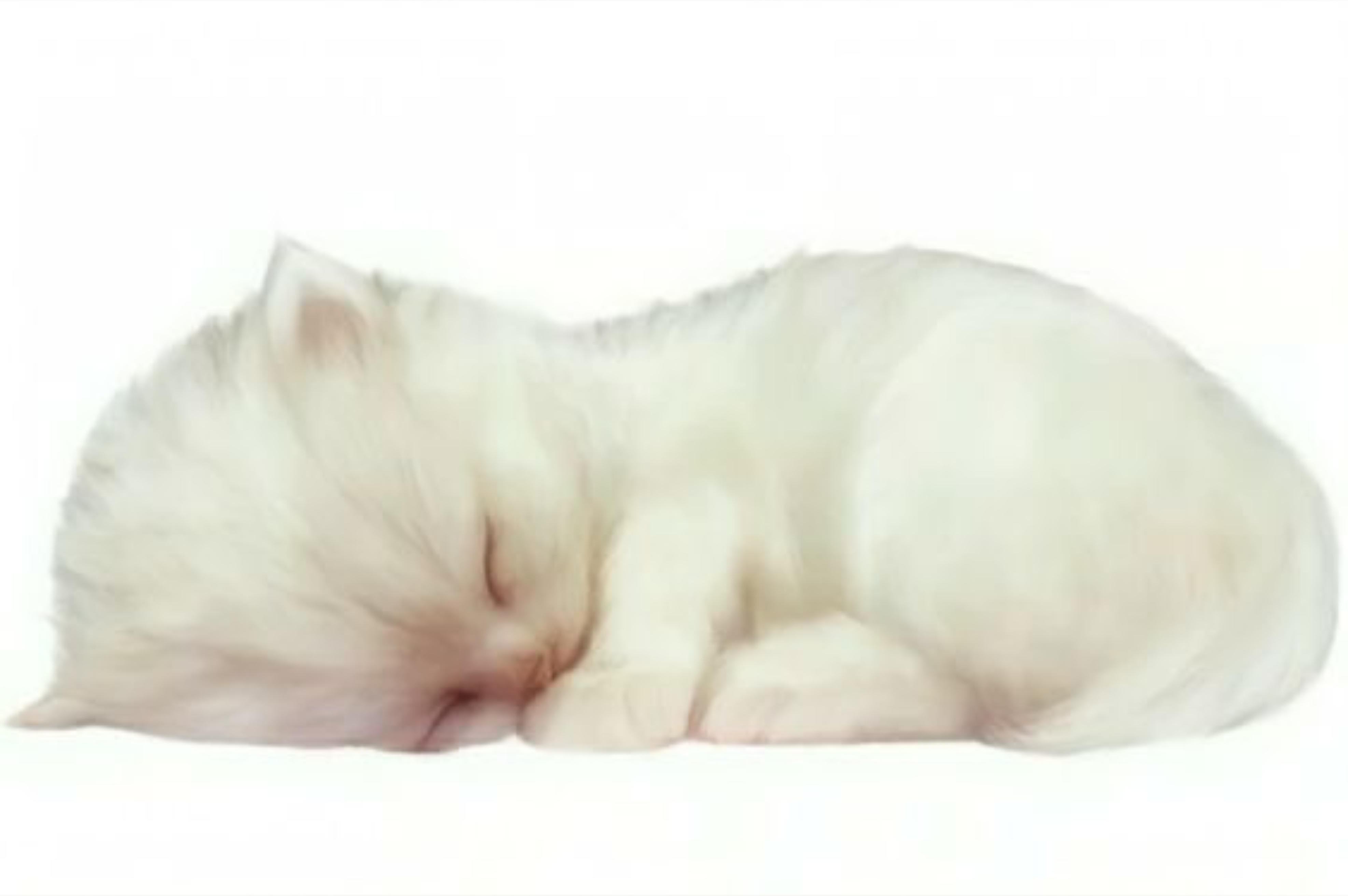 dolli OnlyFans header