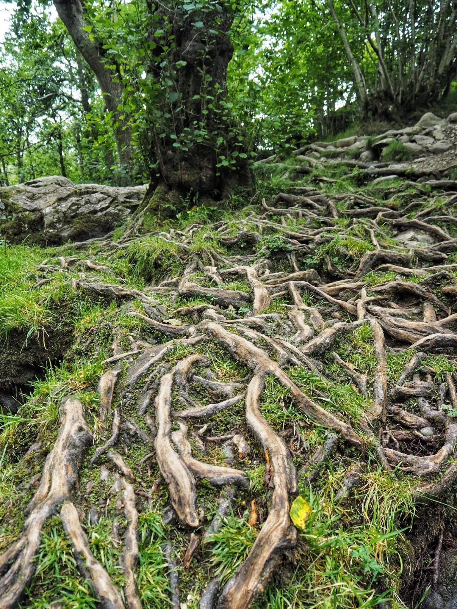 Comfort OnlyFans header