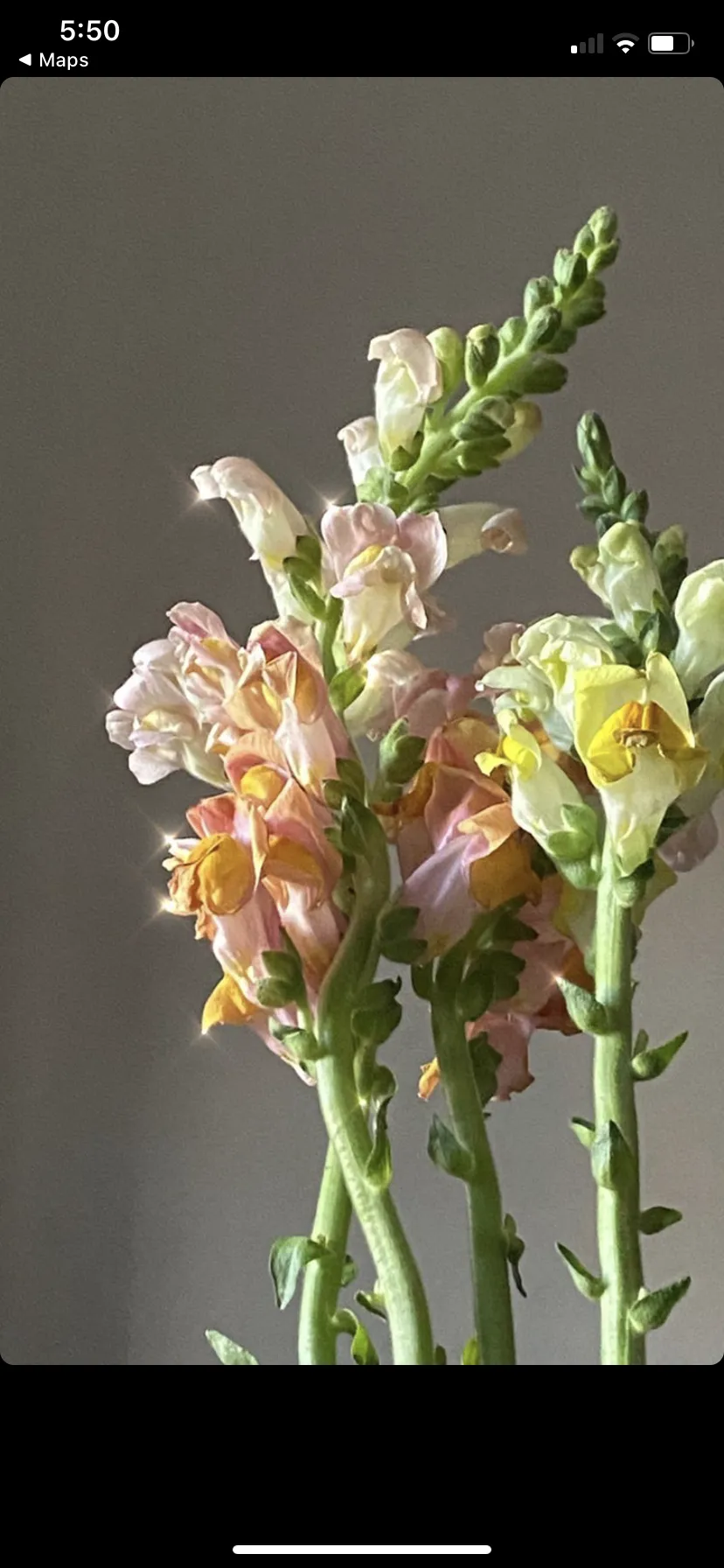 Terrell OnlyFans header