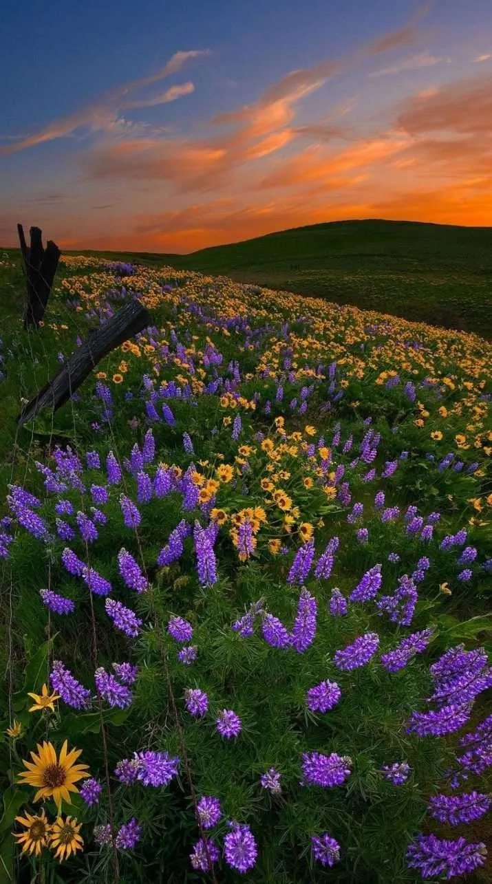 Ari Berry 🍓 OnlyFans header