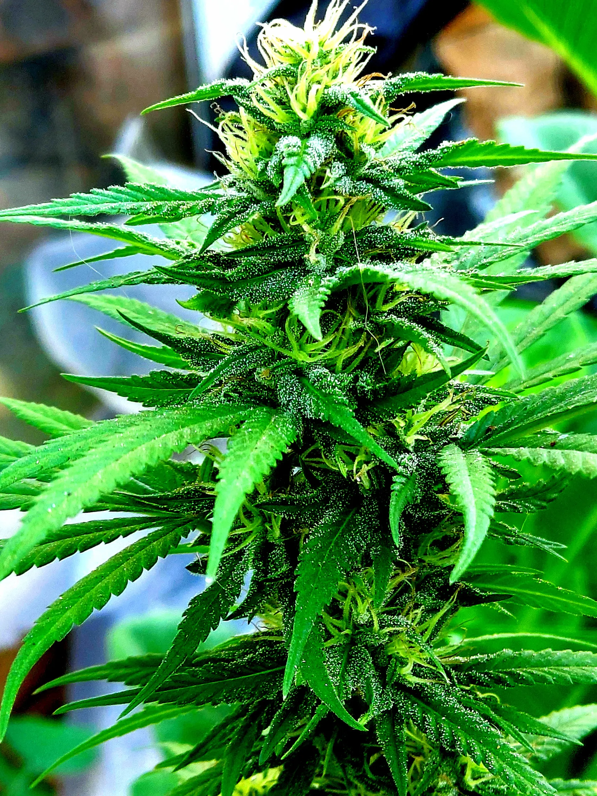 A Rose Bud 🌹 OnlyFans header