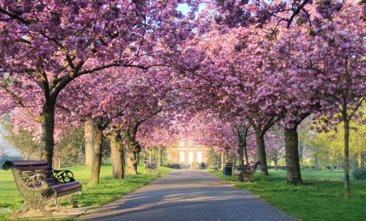 ASIAN BLOSSOM OnlyFans header