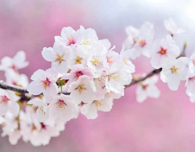 Asian Angel OnlyFans header