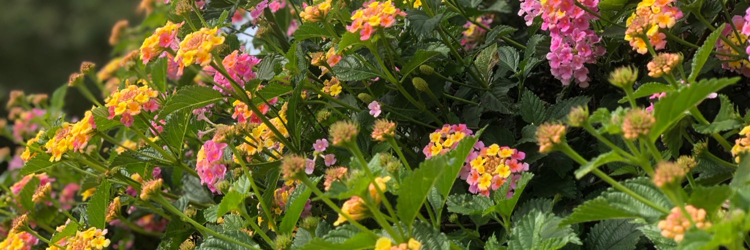 Aspen Andrews OnlyFans header