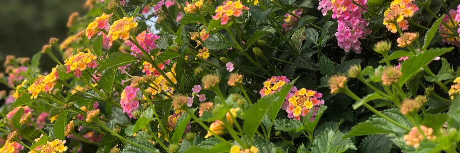 Aspen Andrews OnlyFans header