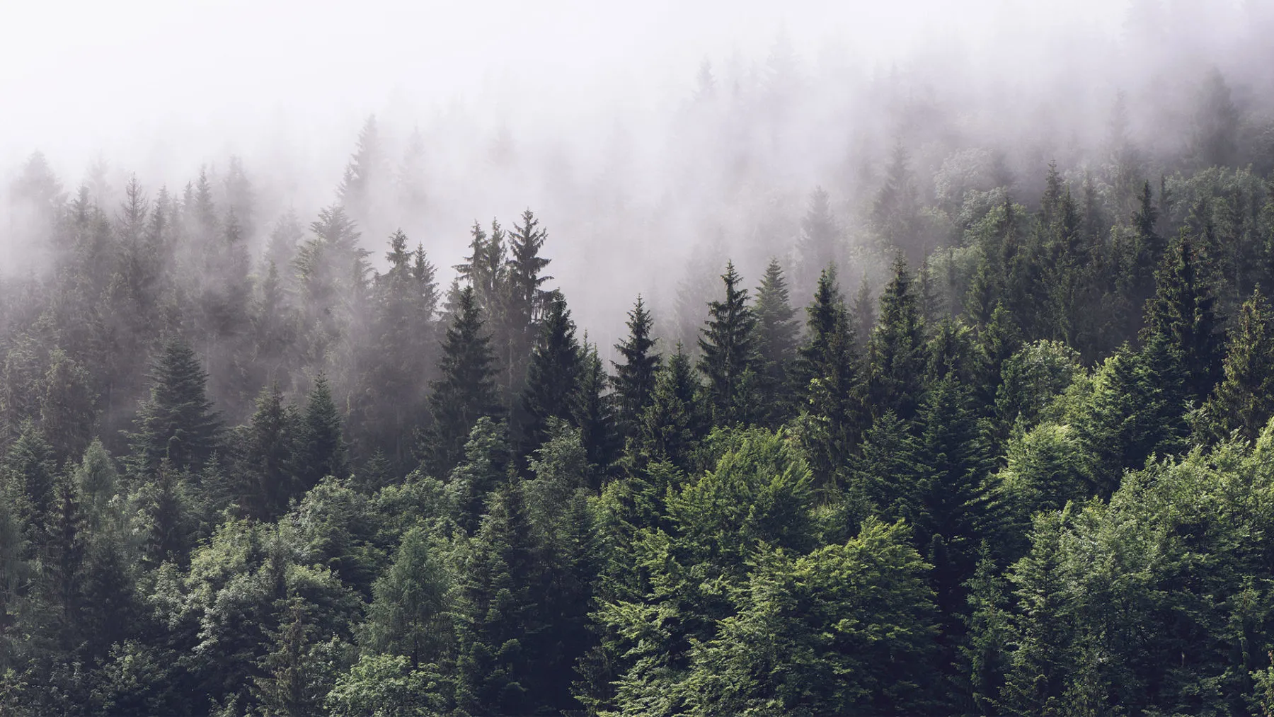 Aspen Sai OnlyFans header