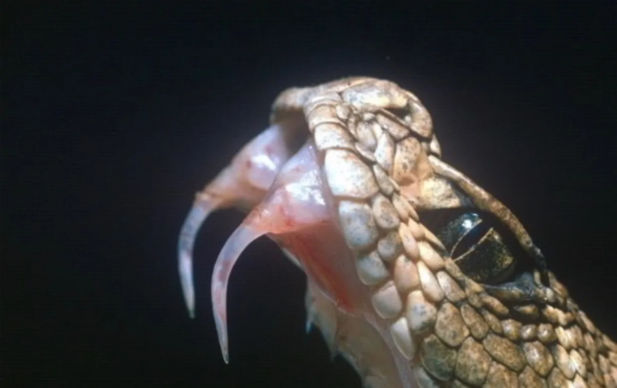 Astargoth OnlyFans header