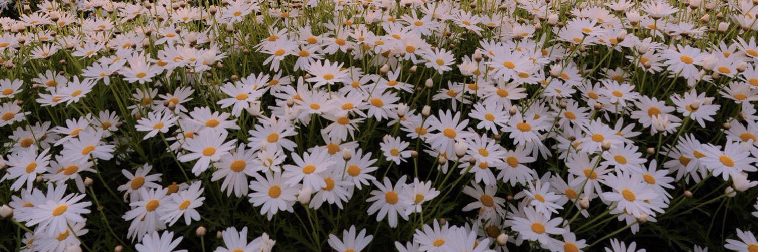 ✟' ΔTHIWΔT - M'™. 🔰🍟 OnlyFans header