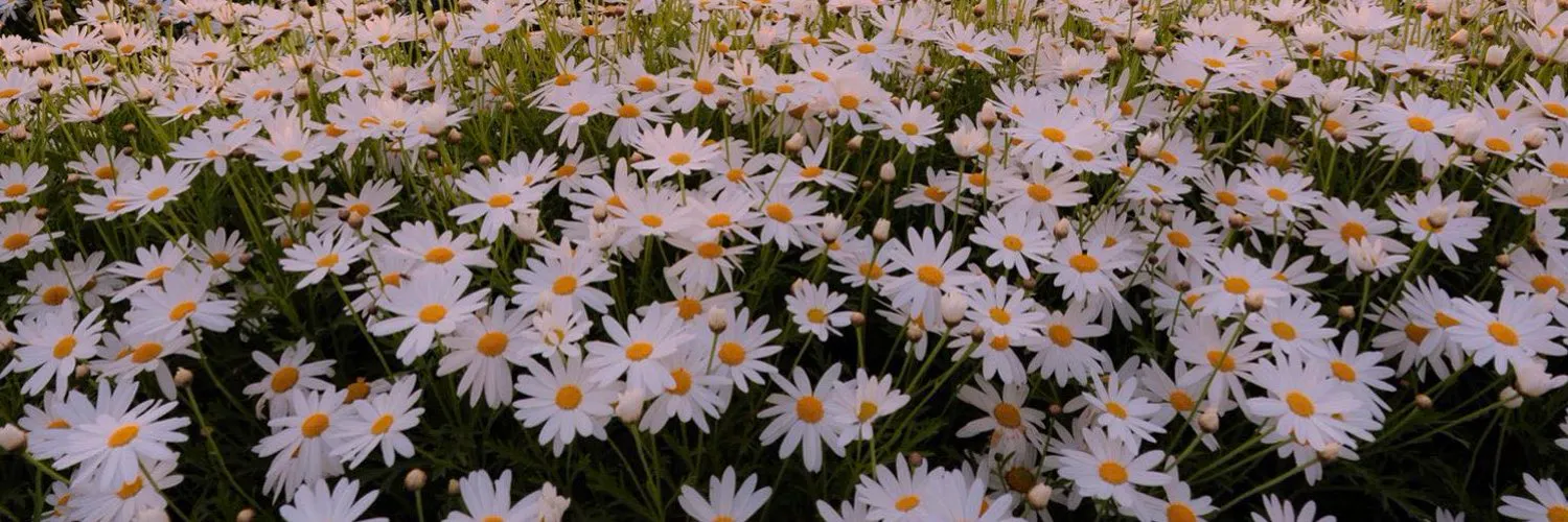 ✟' ΔTHIWΔT - M'™. 🔰🍟 OnlyFans header