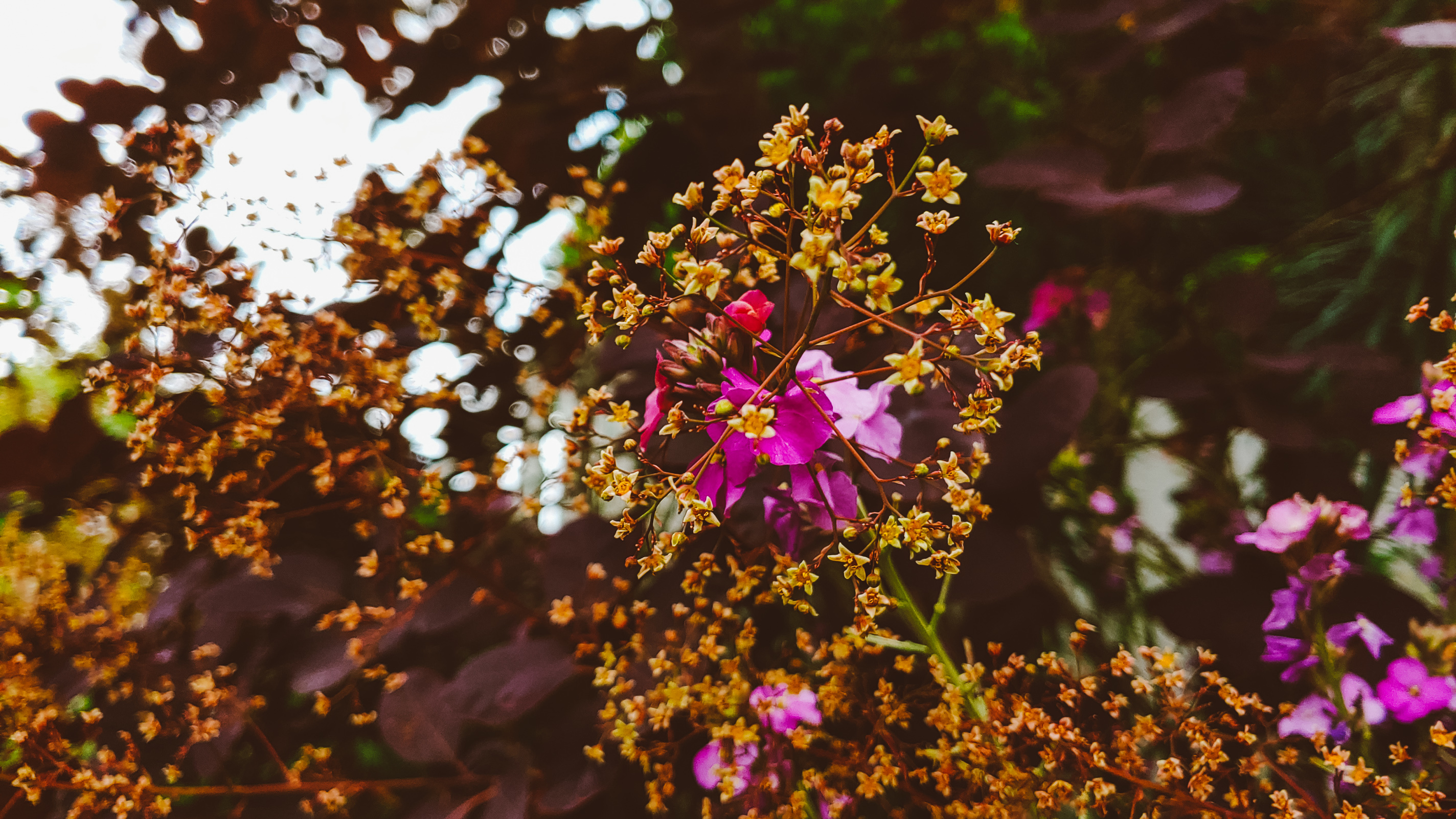 Cosmo 🌿🐌 OnlyFans header