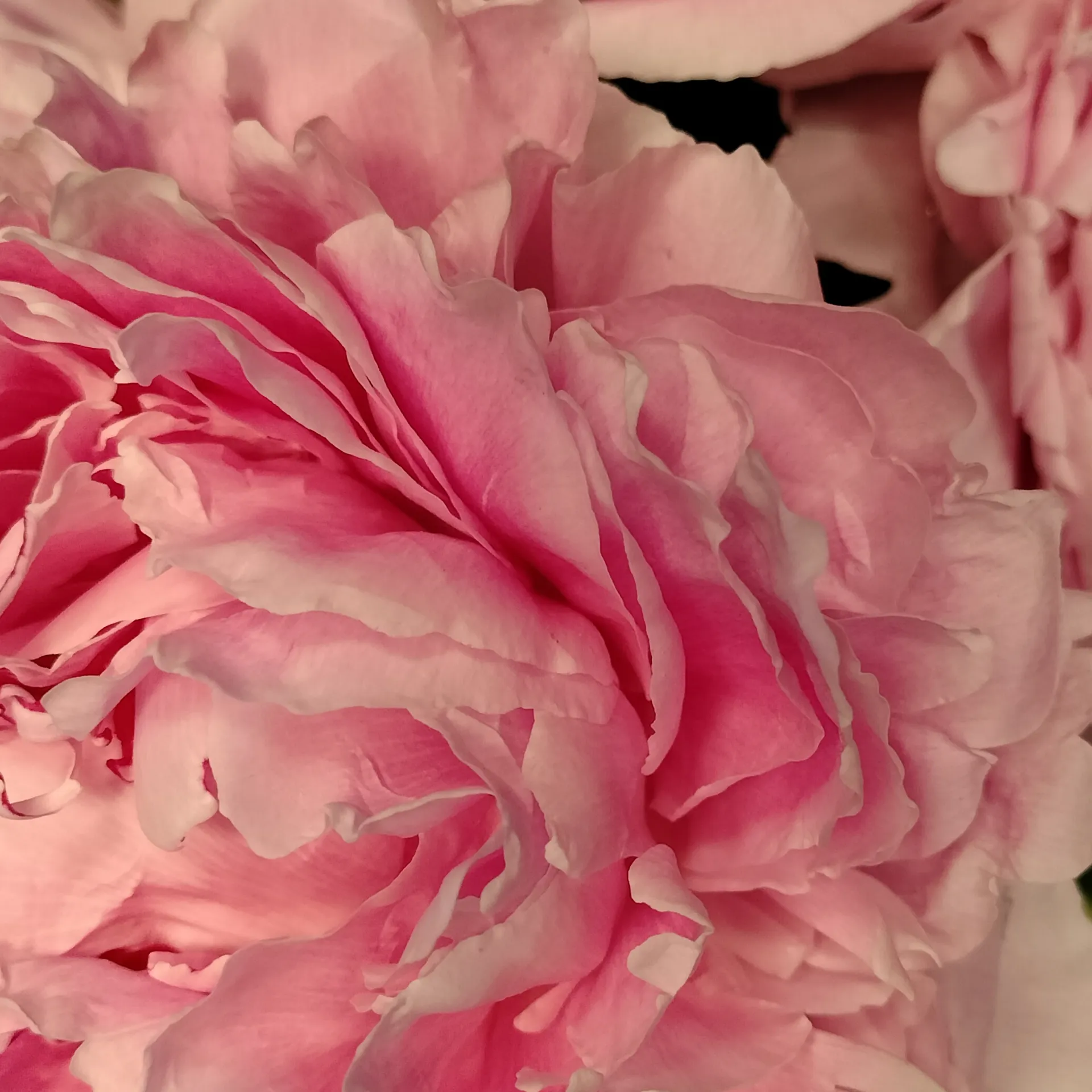 Tenley AtwoodTSXXX OnlyFans header