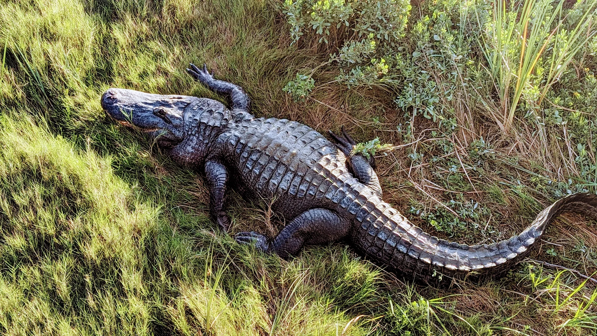 Atxhung OnlyFans header