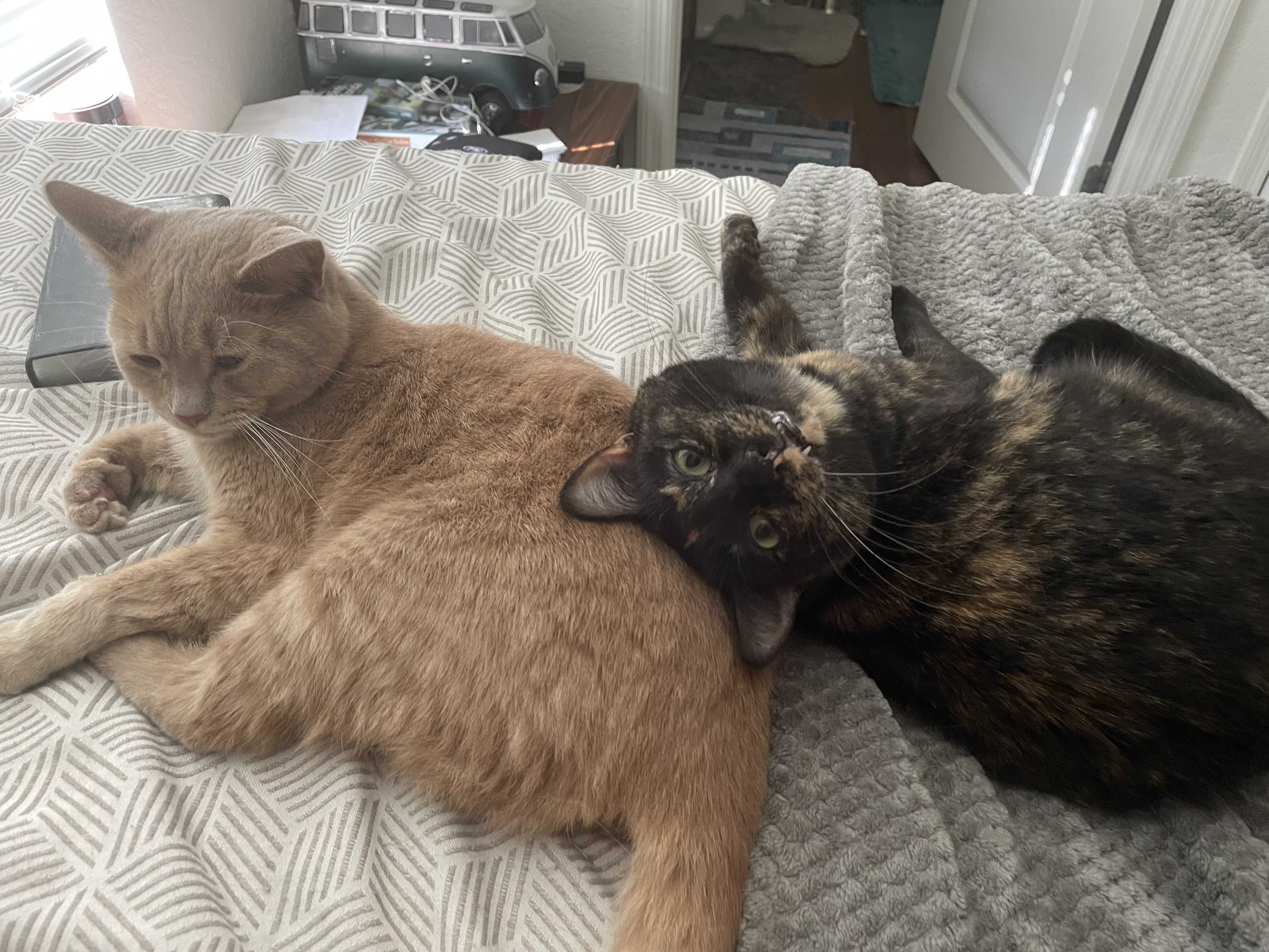 Twitches OnlyFans header